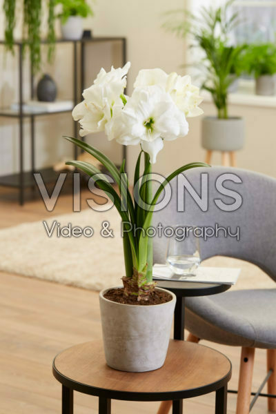 Hippeastrum white Hippeastrum white