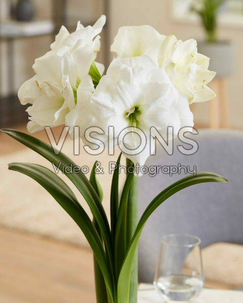 Hippeastrum wit Hippeastrum wit