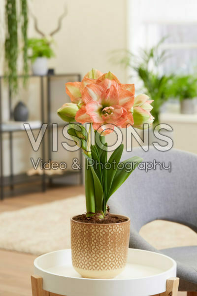 Hippeastrum Beautiful Emotion Hippeastrum Beautiful Emotion