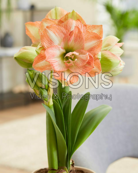 Hippeastrum Beautiful Emotion Hippeastrum Beautiful Emotion