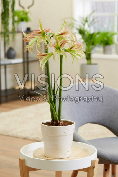 Hippeastrum Emerald Hippeastrum Emerald