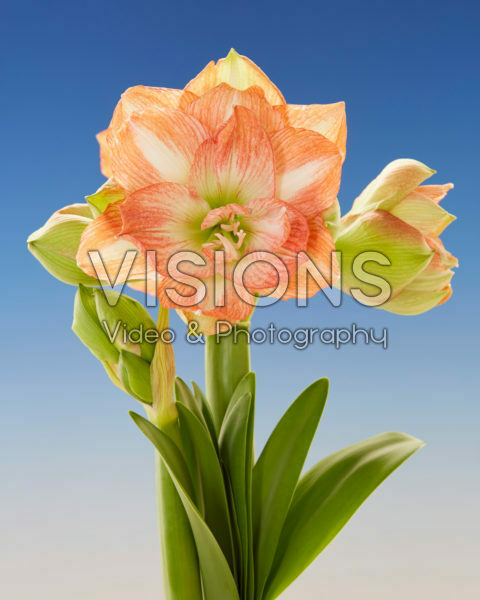Hippeastrum Beautiful Emotion Hippeastrum Beautiful Emotion