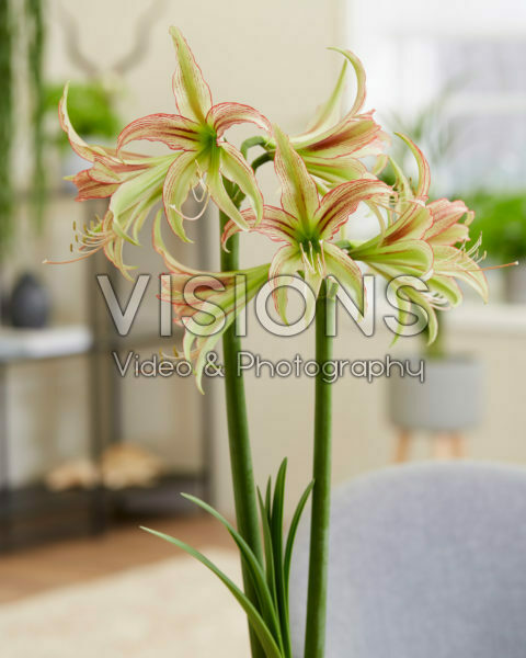 Hippeastrum Misty Hippeastrum Misty