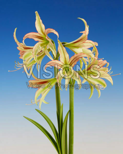Hippeastrum Emerald 	
