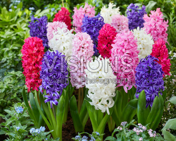 Hyacinthus colour mix Hyacinthus colour mix