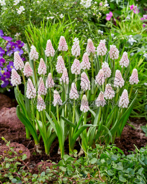 Muscari Pink Sunrise Muscari Pink Sunrise