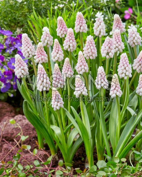 Muscari Pink Sunrise Muscari Pink Sunrise