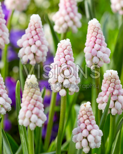Muscari Pink Sunrise