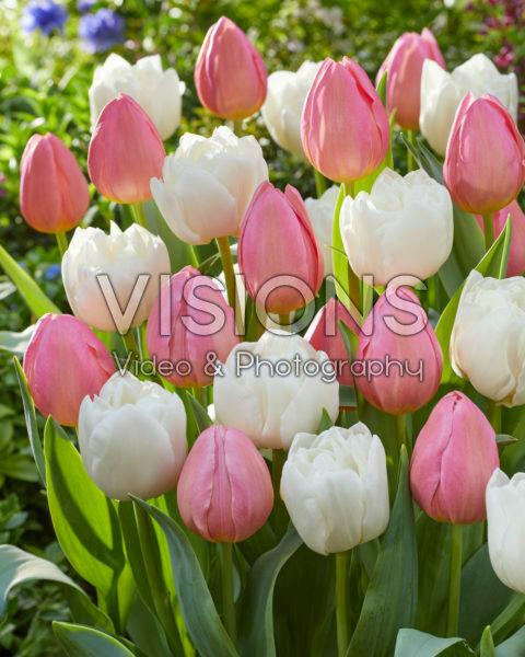 Tulipa White Heart, Salmon Dream Tulipa White Heart, Salmon Dream