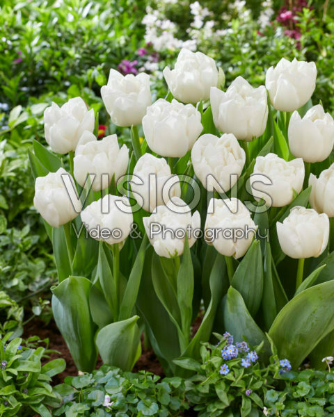 Tulipa White Heart Tulipa White Heart