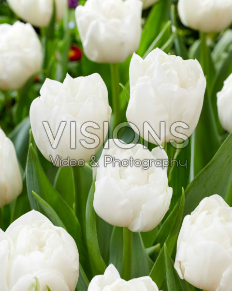 Tulipa White Heart