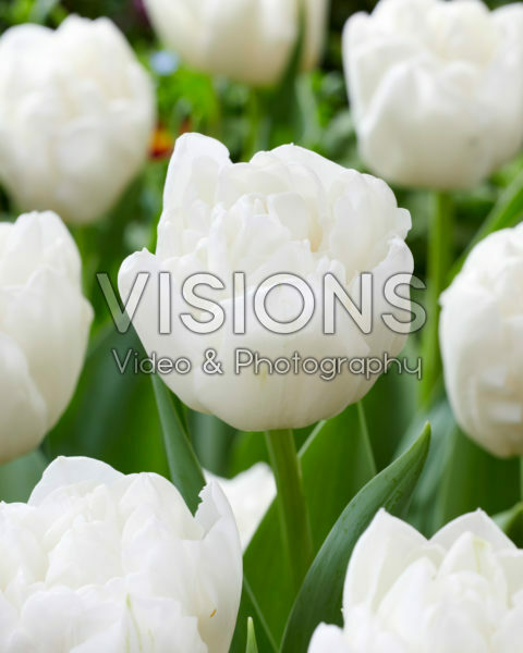 Tulipa White Heart Tulipa White Heart
