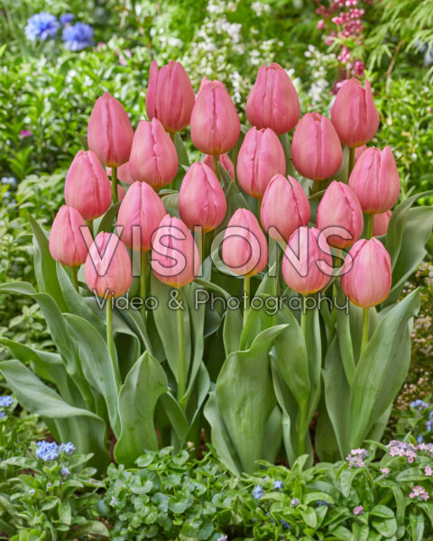 Tulipa Salmon Dream