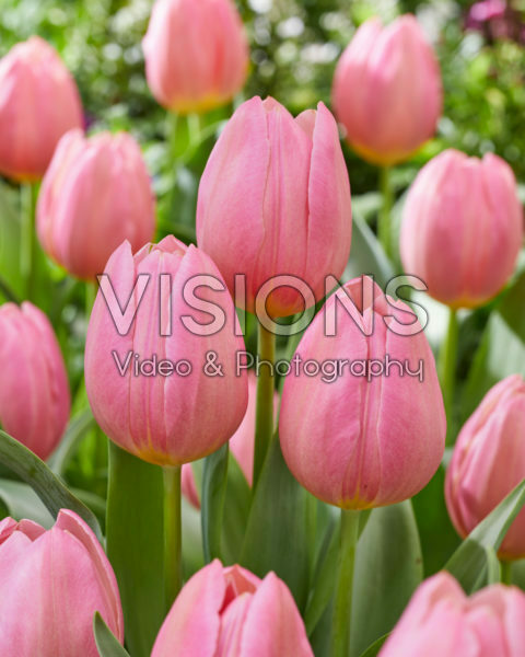Tulipa Salmon Dream Tulipa Salmon Dream