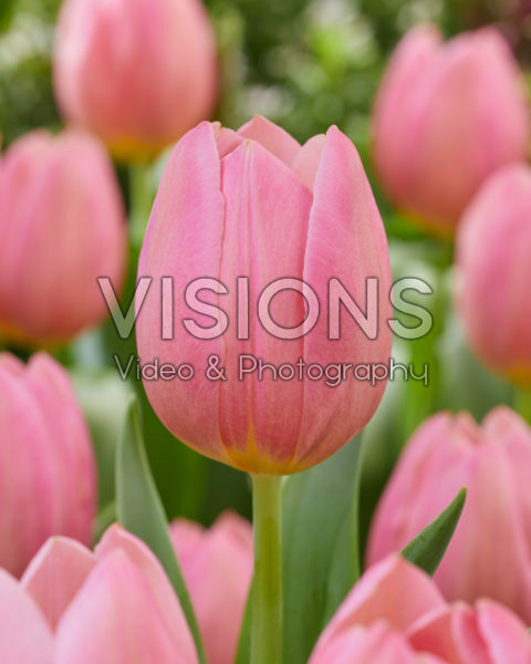 Tulipa Salmon Dream Tulipa Salmon Dream