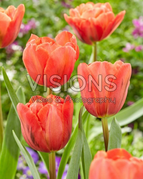 Tulipa Queensbury Tulipa Queensbury