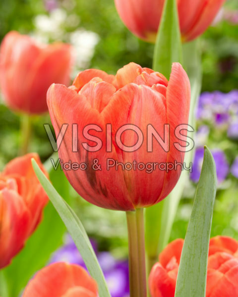 Tulipa Double Red Tulipa Double Red