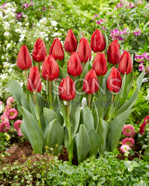 Tulipa Scarlet Flight Tulipa Scarlet Flight