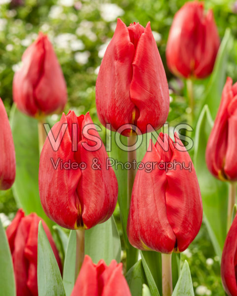 Tulipa Scarlet Flight Tulipa Scarlet Flight