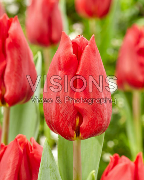 Tulipa Scarlet Flight Tulipa Scarlet Flight