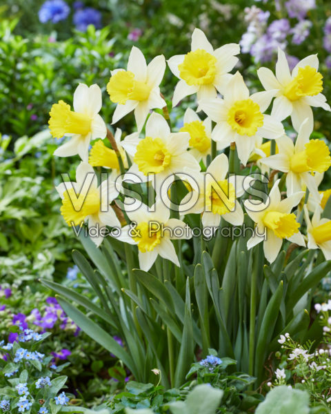 Narcissus January Gold