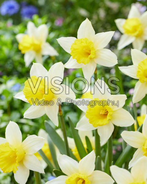 Narcissus January Gold Narcissus January Gold