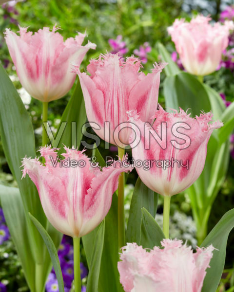 Tulipa Haïti