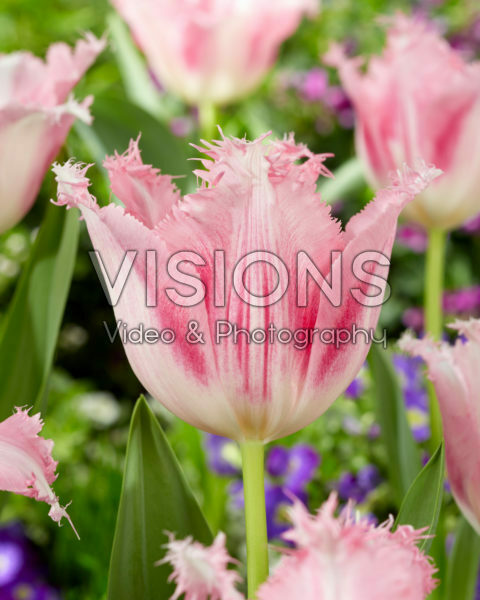 Tulipa Haïti Tulipa Haïti