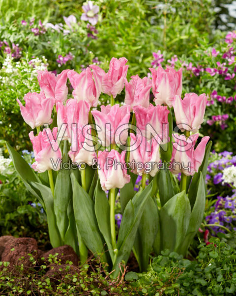 Tulipa Manila Tulipa Manila
