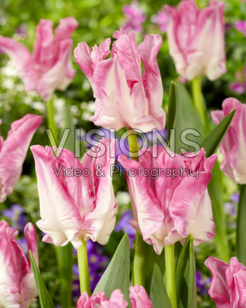 Tulipa Manila Tulipa Manila
