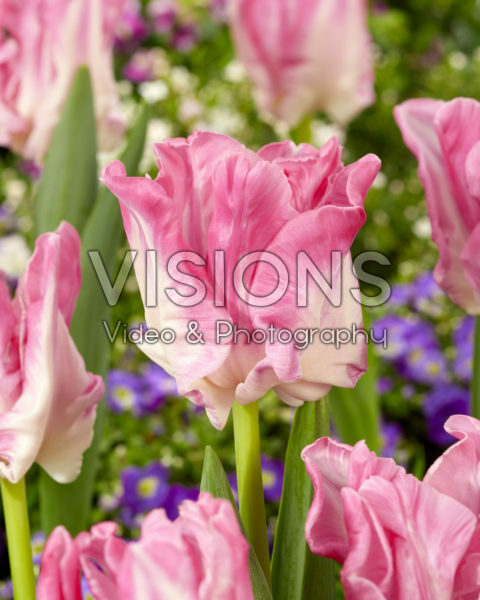 Tulipa Manila