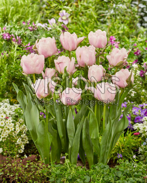 Tulipa Gabriella Double Tulipa Gabriella Double