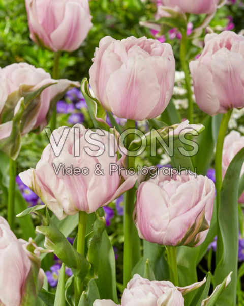 Tulipa Gabriella Double