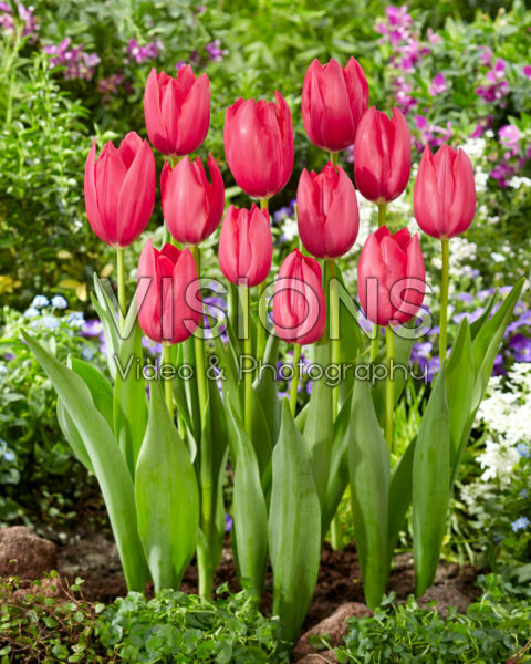 Tulipa Yosemite