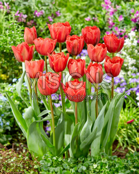 Tulipa Dubbel Rood