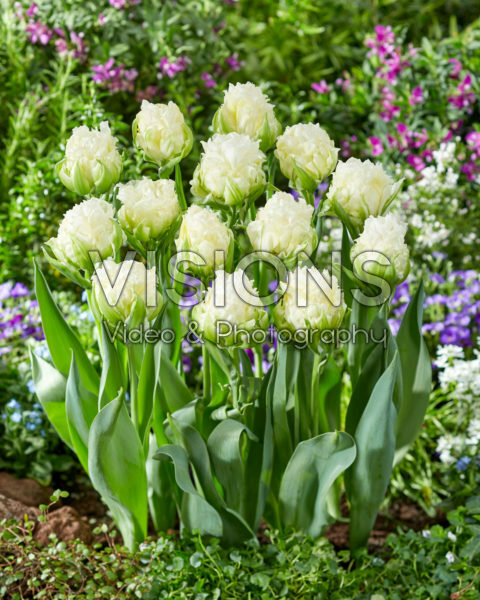 Tulipa Whipped Cream Tulipa Whipped Cream