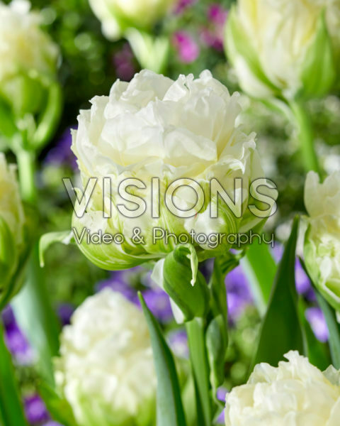 Tulipa Whipped Cream
