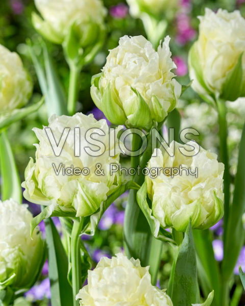 Tulipa Whipped Cream