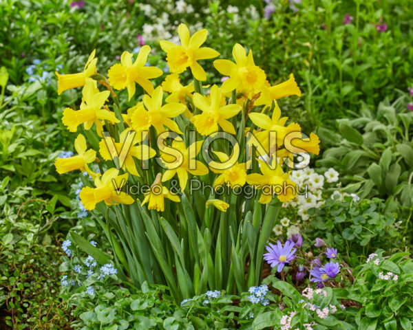 Narcissus Peeping Tom Narcissus Peeping Tom