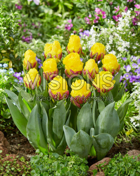 Tulipa Ice Cream Banana Tulipa Ice Cream Banana