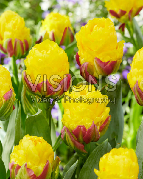 Tulipa Ice Cream Banana Tulipa Ice Cream Banana