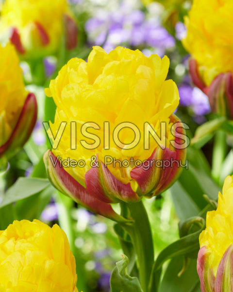 Tulipa Ice Cream Banana Tulipa Ice Cream Banana