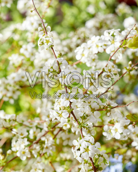 Spiraea prunifolia Goldfire Spiraea prunifolia Goldfire