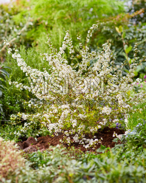 Spiraea prunifolia Goldfire Spiraea prunifolia Goldfire
