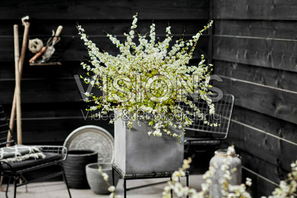 Spiraea prunifolia Goldfire Spiraea prunifolia Goldfire