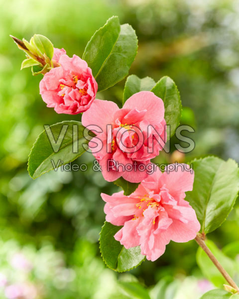 Camellia Scented Camellia Scented