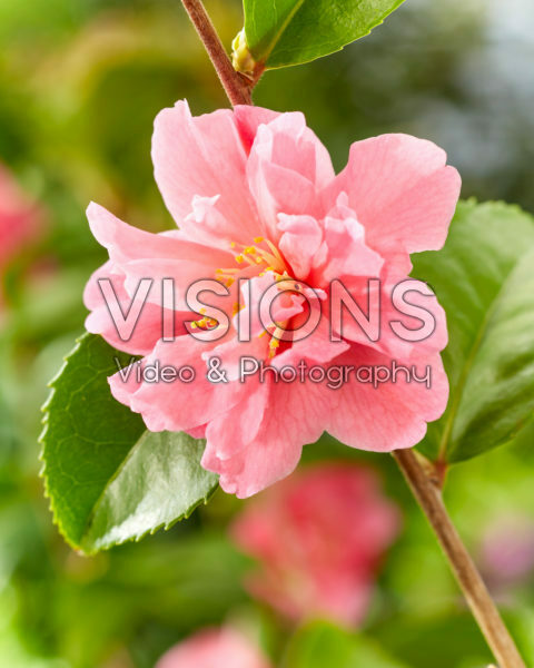 Camellia Scented Camellia Scented