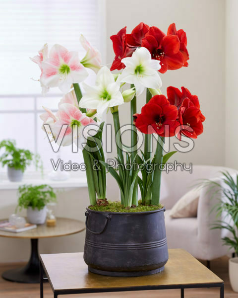 Hippeastrum Ferrari, Rosy Star, White Cream
