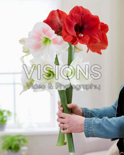Hippeastrum Ferrari, Rosy Star, White Cream