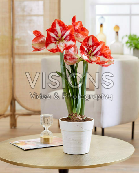 Hippeastrum Pierrot Hippeastrum Pierrot